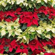 poinsettias